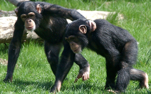 chimpances no pueden tener mismos derechos que personas